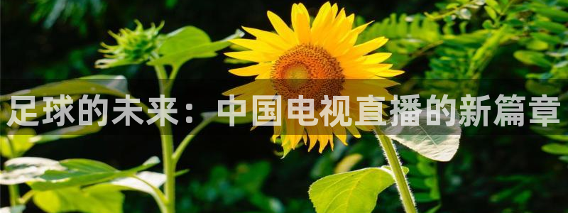 柠檬直播nba体育：足球的未来：中国电视直播的新篇章
